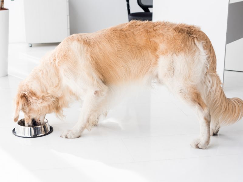 What About Feeding Your Golden Retriever A Raw Diet Or Homemade Food
