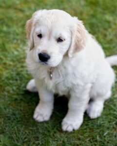 What Do You Want In A Dog