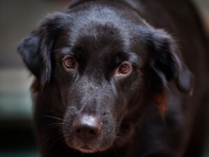 What Dogs Could Look Like Black Golden Retrievers