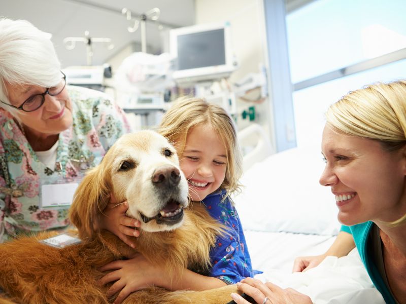 What Makes A Good Therapy Dog