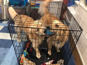 What Size Crate For Golden Retrievers