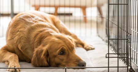 What Size Crate for Golden Retrievers