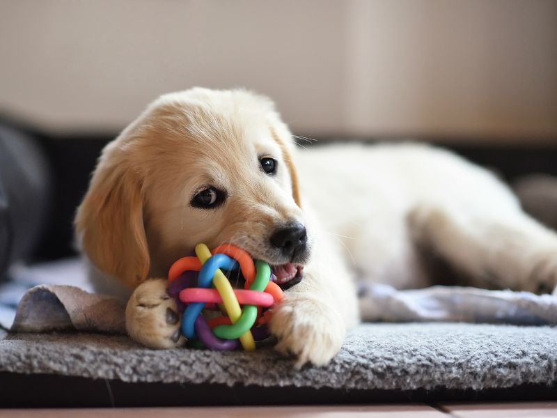 What To Expect With A Golden Retriever Puppy
