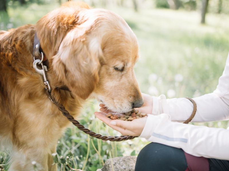 What You Should Feed Your Adult Golden Retriever