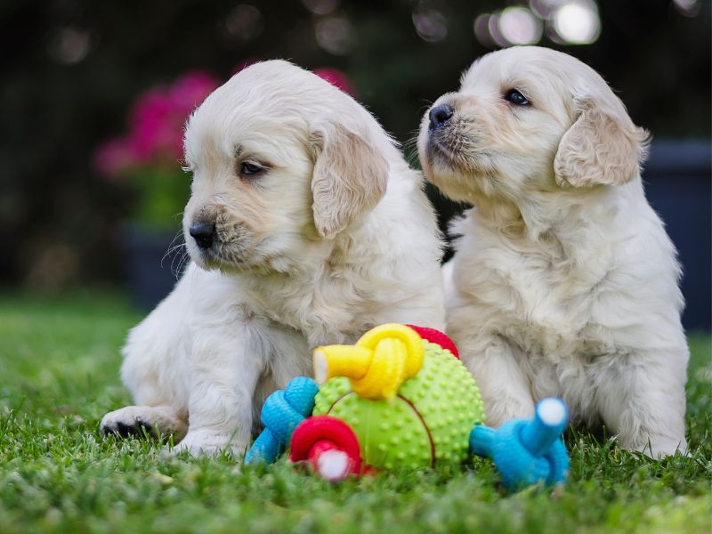 When To Give Your Puppy Chew Toys
