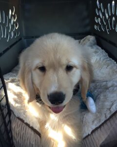 Where To Put The Dog Crate