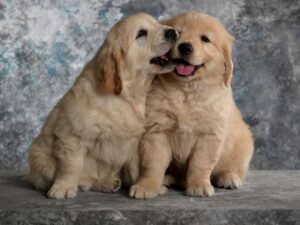 Why Do Golden Retriever Puppies Bite So Much