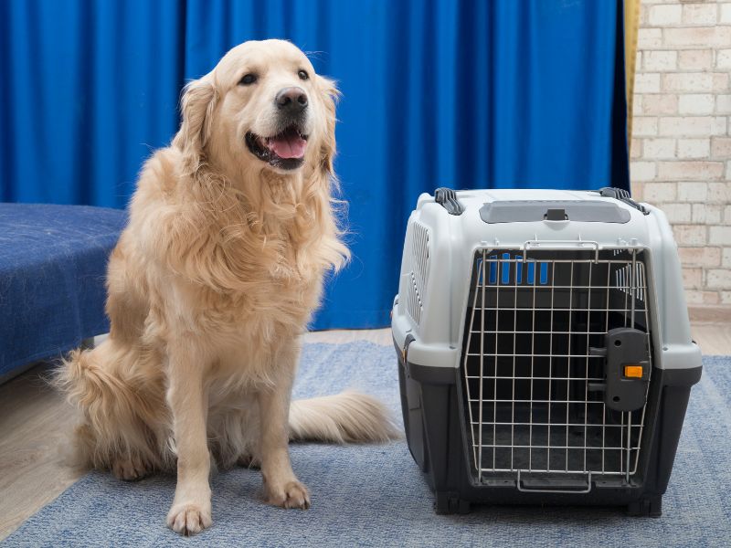 Why Do Golden Retrievers Need A Crate