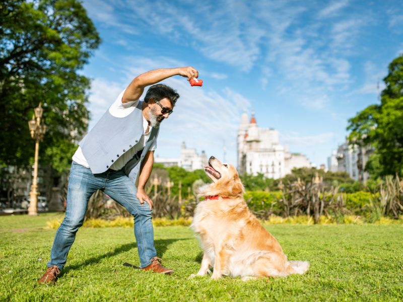Why Golden Retrievers Are Easy To Train