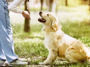 Why Golden Retrievers Are Hard To Train