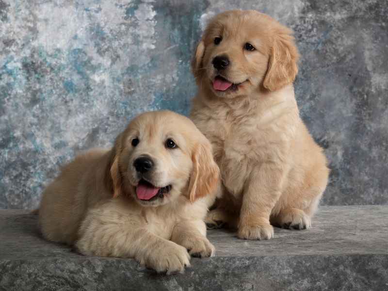 Why You Should Feed Your Golden Retriever Puppy High-Quality Food