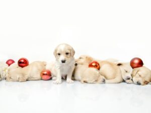 10 Warning Signs Of An Irresponsible Golden Retriever Breeder