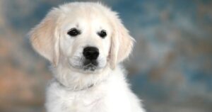 102 White Golden Retriever Names for Your New Puppy