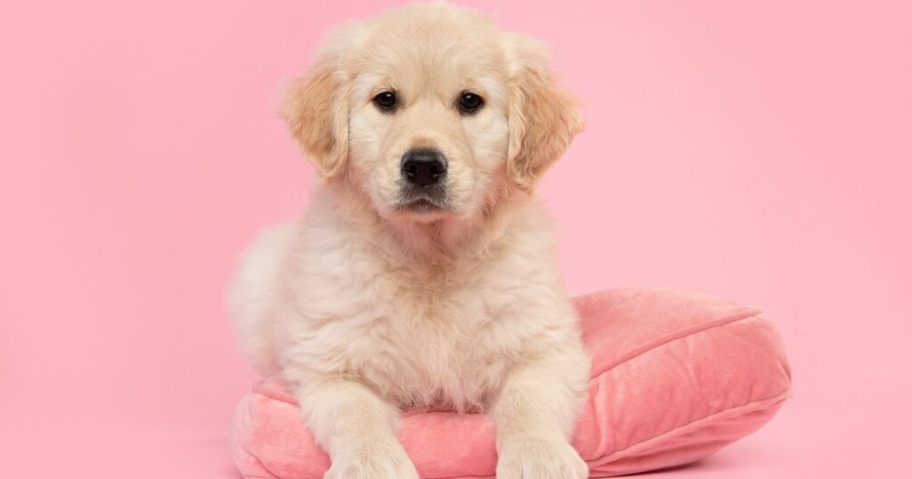 105-Most-Popular-Golden-Retriever-Names-of-2022