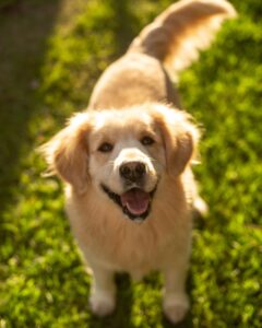 2 Other Ways To Rescue A Golden Retriever