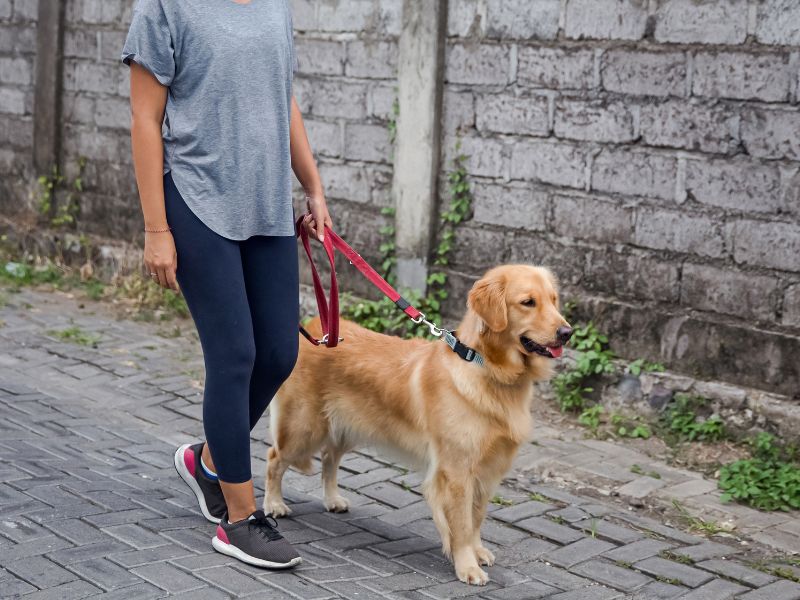 2 Ways To Teach Your Golden Retriever To Walk On A Leash