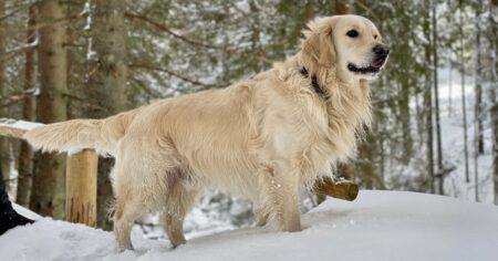 30 Gifts for Golden Retriever Moms