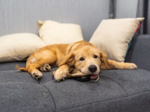 4 Ways To Stop Puppy Biting