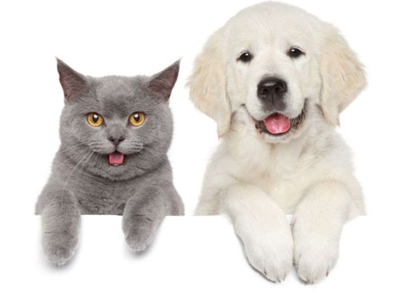 5 Reasons Golden Retrievers Are Good With Cats