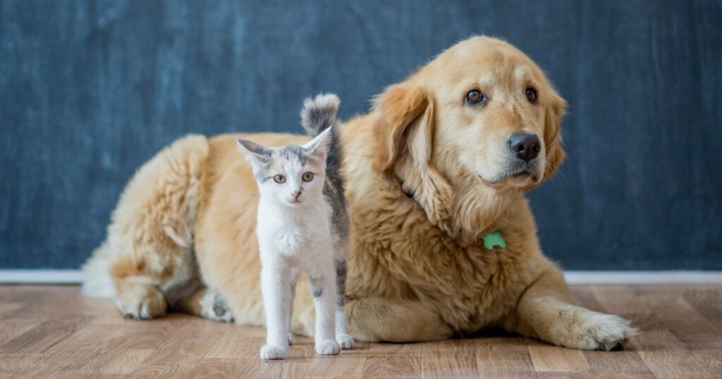 5 Reasons Golden Retrievers Are Good With Cats