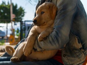 5 Reasons To Choose A Reputable Breeder