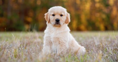 5 Steps To Train Your Golden Retriever Puppy To Sit & Stay