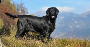 6 Dogs That Look Like Black Golden Retrievers