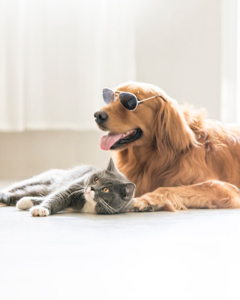 8 Tips To Introduce Your Golden Retriever To A Cat