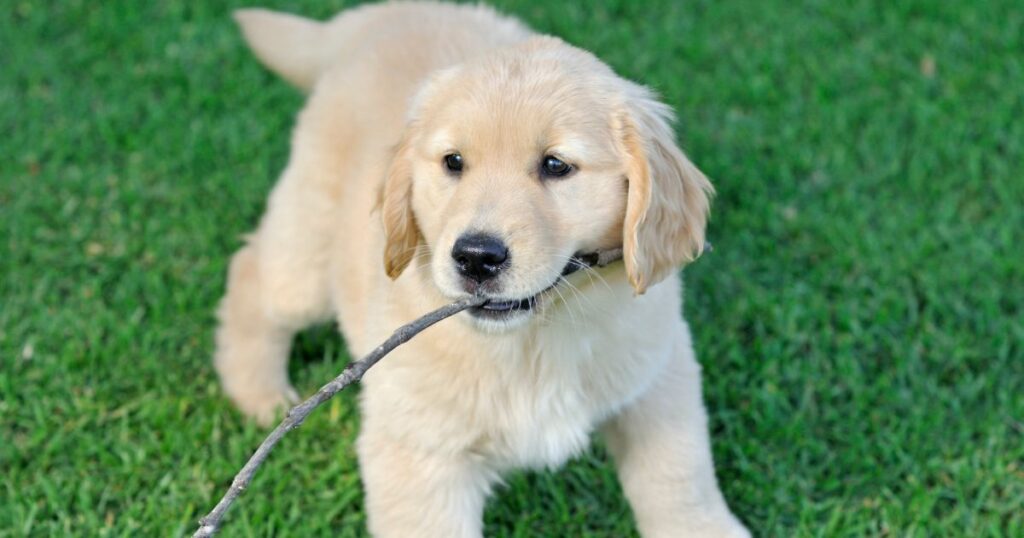 8 Warnings for Future Puppy Owners