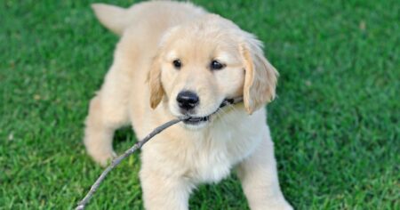 8 Warnings for Future Puppy Owners