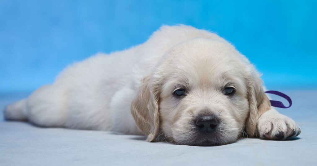 9 Reasons Why Your Puppy Is Crying