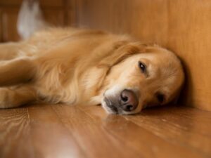 A Tired Dog Is A Good Dog