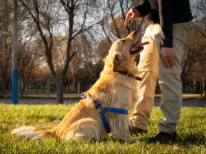 Add The Word “Sit”