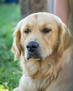 Adult Golden Retriever Yearly Costs
