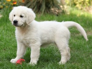 Are Golden Retriever Puppies Easy To Train