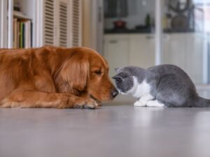 Are Golden Retrievers Good With Cats