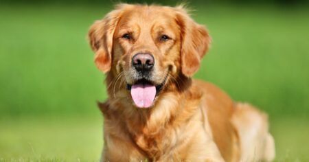 Best Food for Adult Golden Retrievers (And What Not To Feed Them)