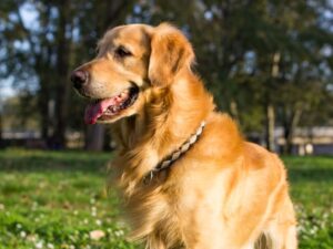 Biggest Mistake When Teaching Goldens To Quit Jumping