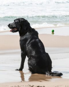 Black Lab & Golden Retriever Mix