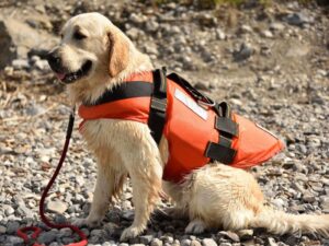 California Golden Retriever Rescues