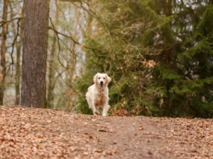 Can Golden Retrievers Be Aggressive