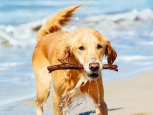 Chocolate Golden Retriever
