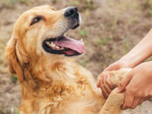 Colorado Golden Retriever Clubs