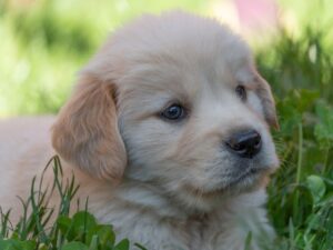 Colorado Golden Retriever Rescues