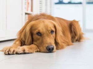Common Adult Golden Retriever Health Problems