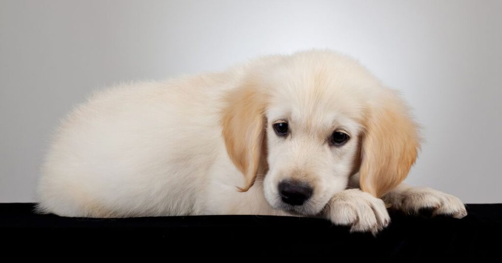 Common Golden Retriever Health Issues