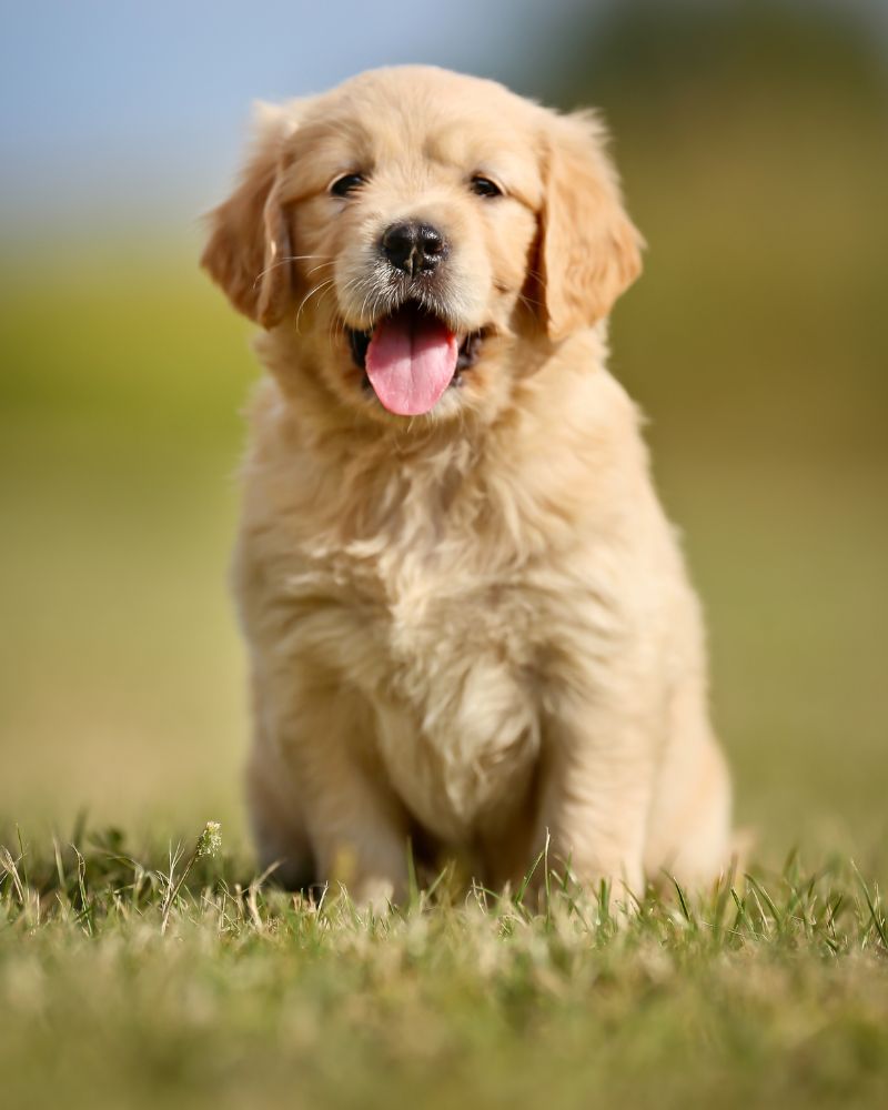 Common Golden Retriever Puppy Health Issues