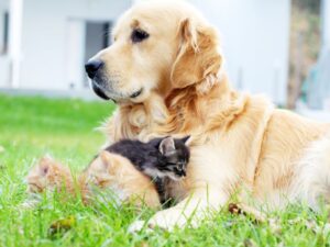 Common Mistakes Owners Make When Owning Both A Cat And A Golden Retriever