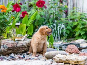 Common Mistakes When Teaching Your Puppy To Sit