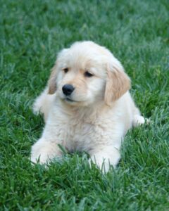 Female Golden Retriever Names
